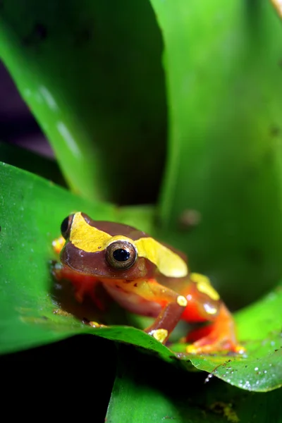 어릿광대 개구리 — 스톡 사진