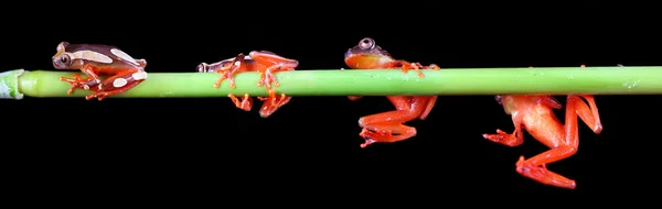 광대 청 개구리 — 스톡 사진
