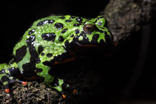 Огнеопасная жаба — стоковое фото