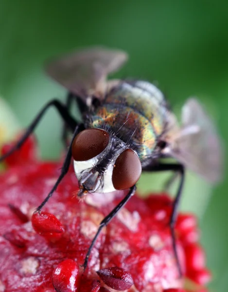 House fly on wild strawberry — Stock Photo, Image