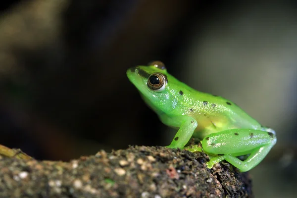 Glass frog — Stock Photo, Image