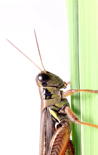 Gräshoppa — Stockfoto