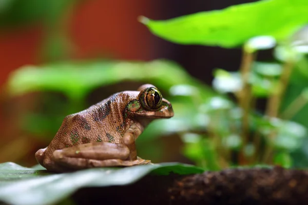 孔雀树蛙 — 图库照片