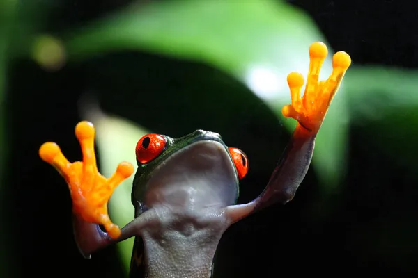 Tree frog op glas — Stockfoto