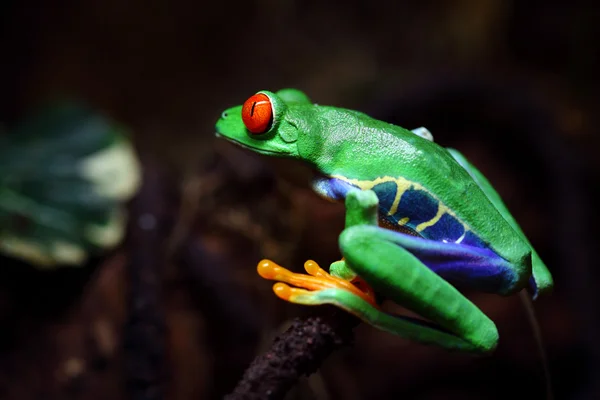 Красноглазая древесная лягушка — стоковое фото