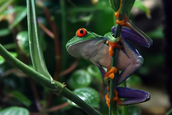 红眼树蛙 — 图库照片