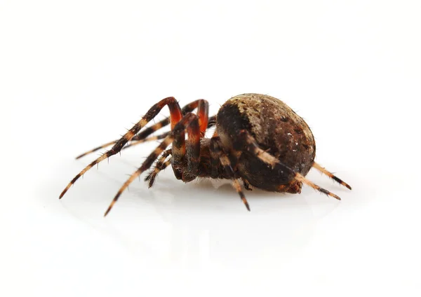 Kula tkacz pająk — Zdjęcie stockowe