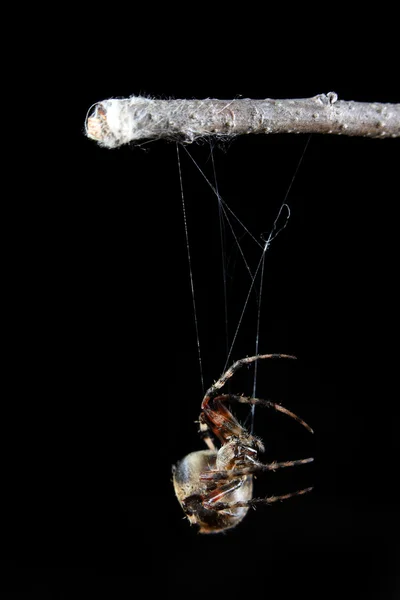 Orb vävare spindel — Stockfoto