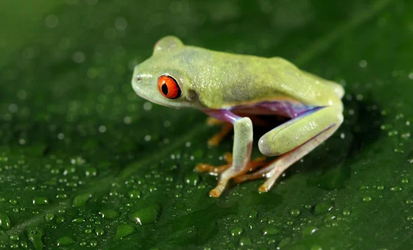 Baby Red-eyed Tree Frog — Stock Photo, Image