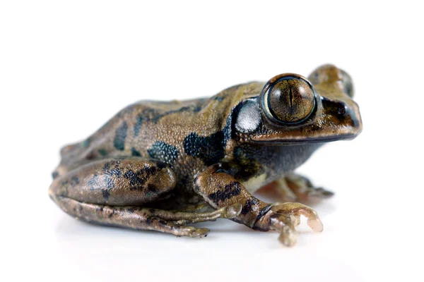 Big-eyed tree frog — Zdjęcie stockowe