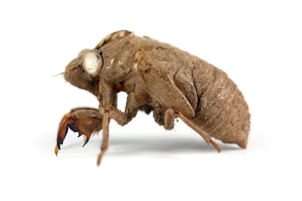 Cicada Shell — Stock Photo, Image