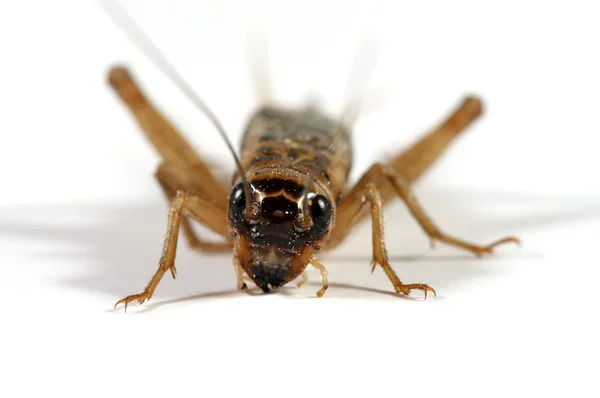 Cricket front view — Stock Photo, Image