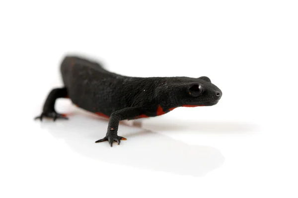 Fire Belly Newt — Stock Photo, Image