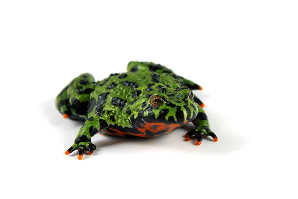 Yangın karınlı kurbağa — Stok fotoğraf