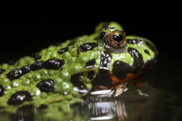 Fire-Bellied Toad — Stock Photo, Image