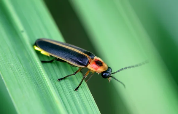 Ateşböceği — Stok fotoğraf