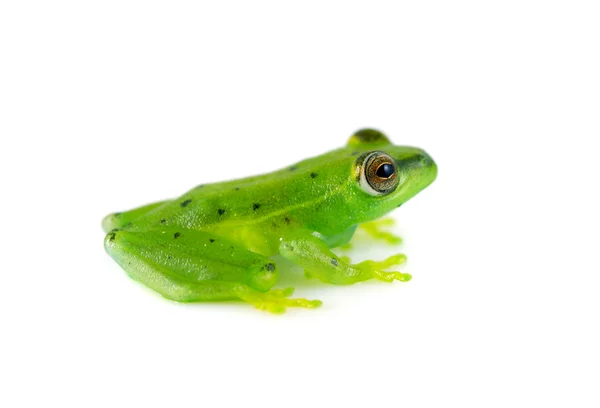 Zümrüt cam frog benekli — Stok fotoğraf