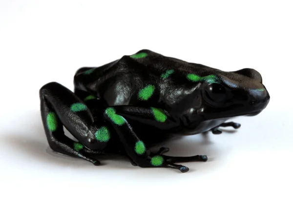 녹색과 검은색 독 다트 개구리 — 스톡 사진