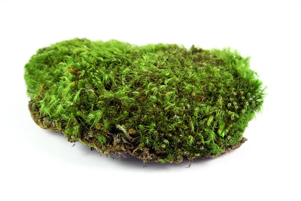 stock image Green moss