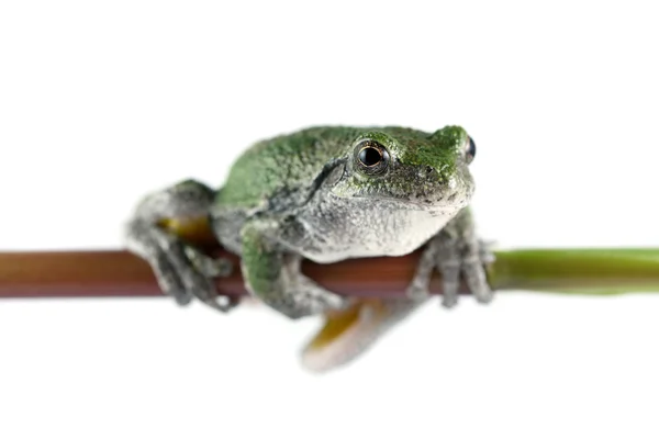 회색 나무 개구리 — 스톡 사진