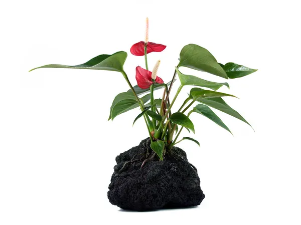 용암 바위 식물 — 스톡 사진