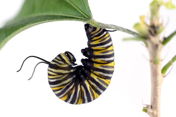Gąsienica monarchy — Zdjęcie stockowe
