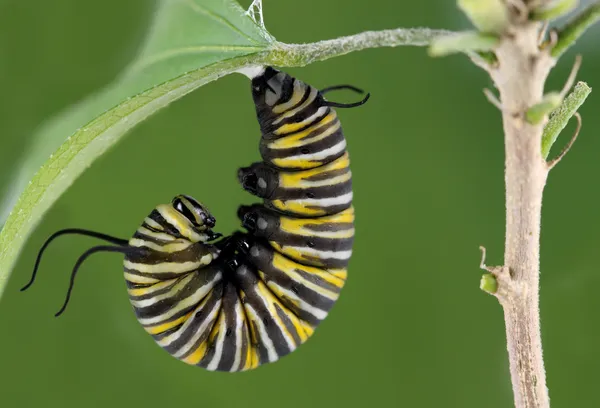 Monark larv — Stockfoto