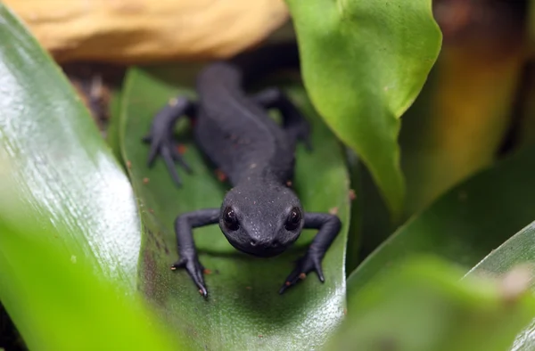 Fire Belly Newt — Stock Photo, Image