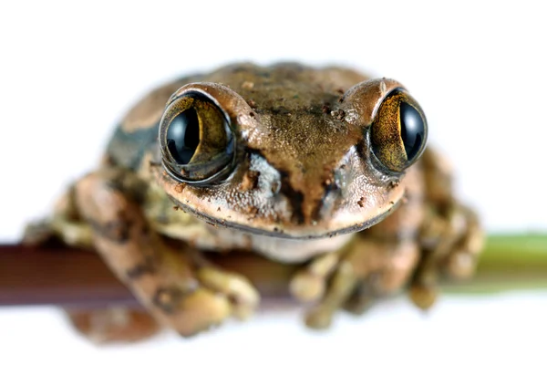 Окаті деревна жаба — стокове фото