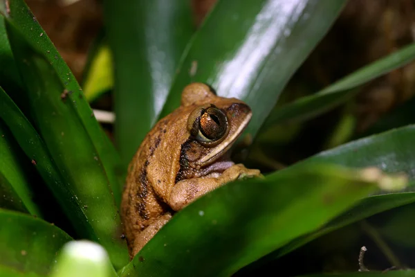 孔雀树蛙 — 图库照片