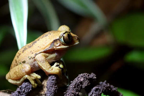 葡萄藤上的孔雀树蛙 — 图库照片
