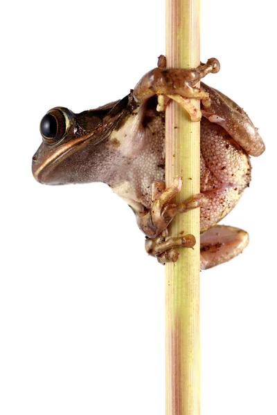 孔雀青蛙 — 图库照片