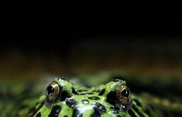 Огненная жаба — стоковое фото