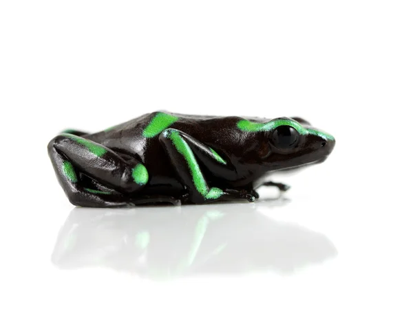 绿色和黑色的箭毒蛙 — 图库照片