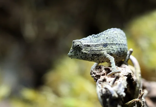 Pygmy blad chameleon — Stockfoto