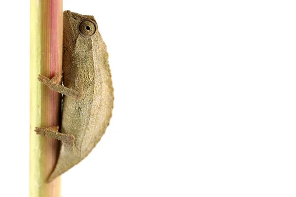 Camaleão de folhas de pigmeu — Fotografia de Stock