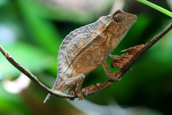 Pygmy blad chameleon — Stockfoto