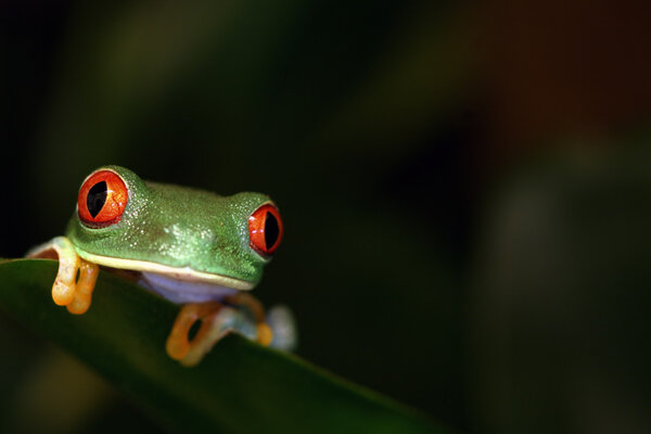 A macro shot of a Red-Eyed Tree Frog (Agalychnis callidryas) peaking out his head from a leaf