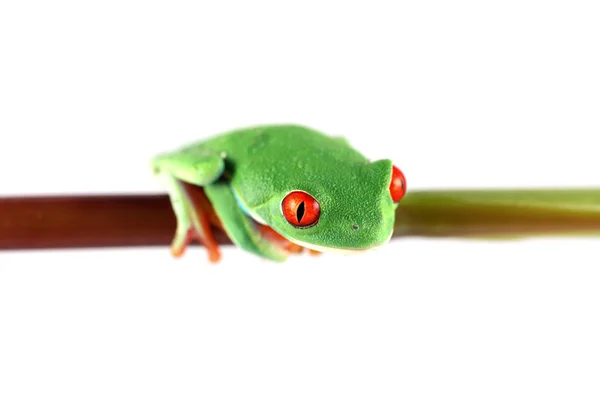 Красноглазая древесная лягушка на стебле — стоковое фото