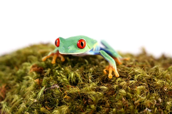 Oczobarwnica żaba na mchu — Zdjęcie stockowe