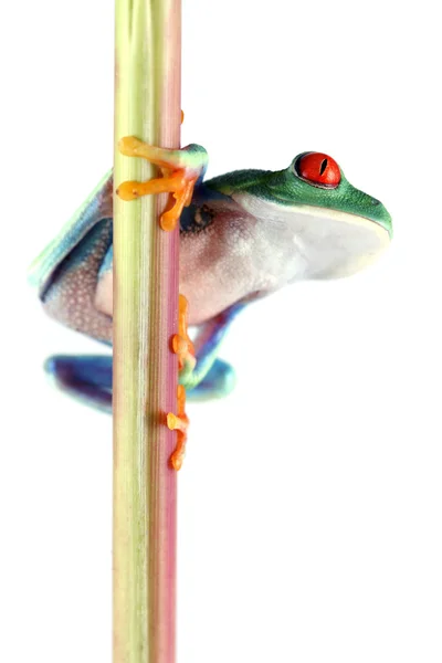 Żaba czerwonooka — Zdjęcie stockowe