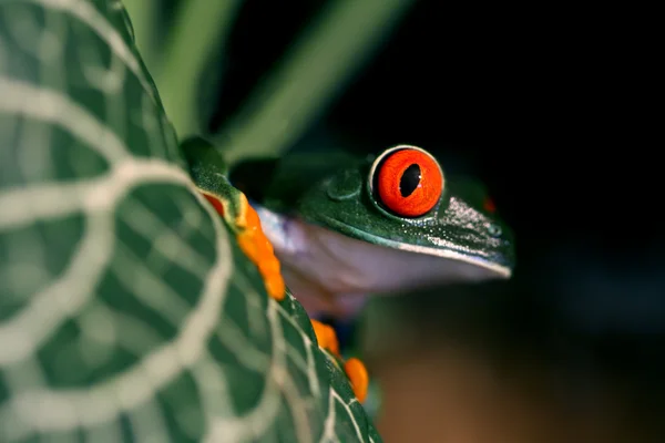 Sapo-de-olhos-vermelhos — Fotografia de Stock