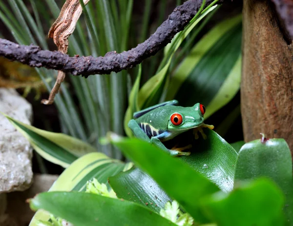 Red-eyed tree frog — Stock Photo, Image