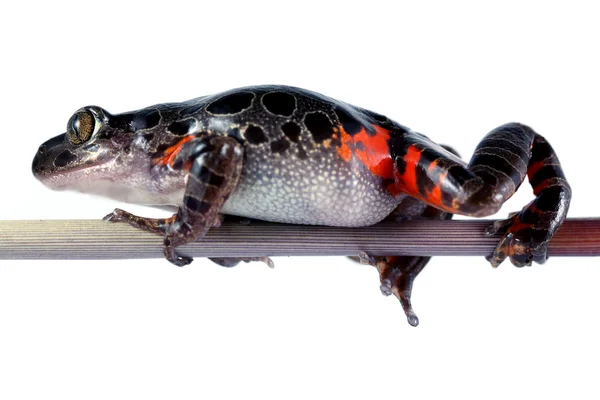 Tanzanya kaplan bacak kurbağa — Stok fotoğraf
