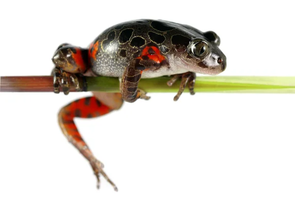坦桑尼亚老虎腿树蛙 — 图库照片