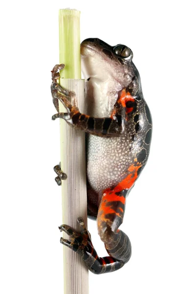 Танзанійський тигр ногу жаба — стокове фото