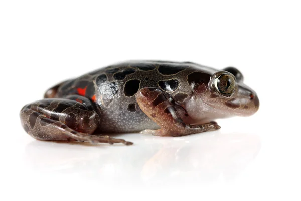 Tanzanya kaplan bacak kurbağa — Stok fotoğraf