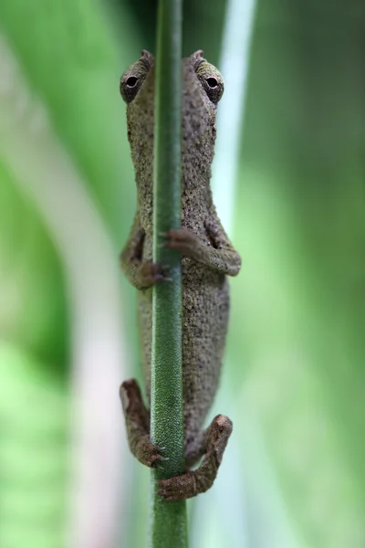 Trpaslík chameleon — Stock fotografie