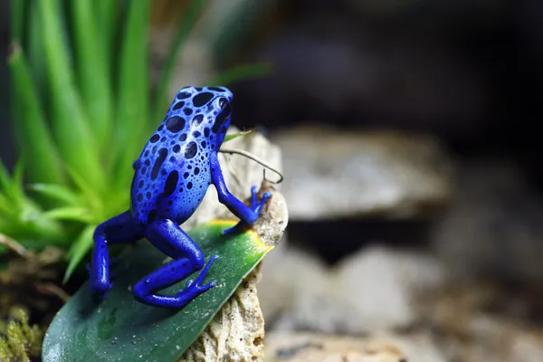 Modrá otrávená žába — Stock fotografie