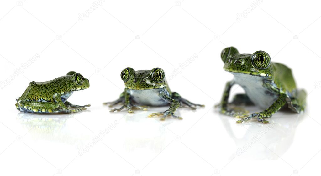 Peacock tree frogs